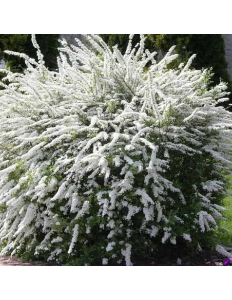 Tawuła szara Grefsheim Spiraea cinerea