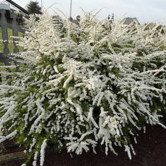 Grefsheim Spiraea cinerea Tawuła szara