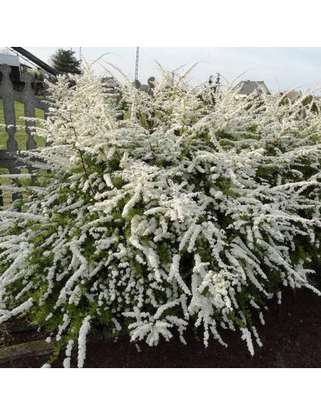 Grefsheim Spiraea cinerea Tawuła szara