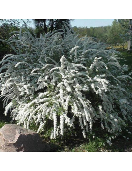 Tawuła szara Spiraea cinerea Grefsheim