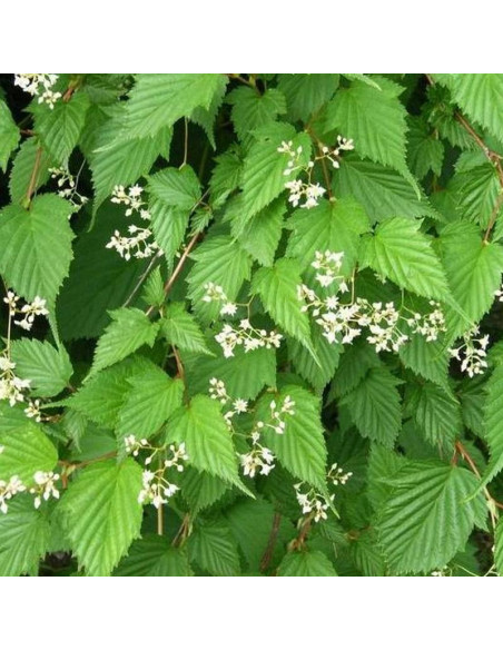 Tawulec Tanaki Stephanandra tanakae