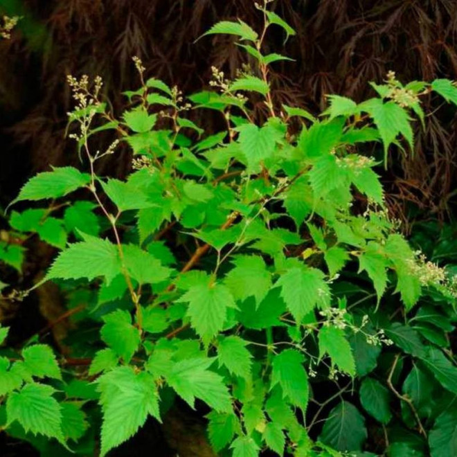 Stephanandra tanakae Tawulec Tanaki