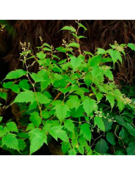 Stephanandra tanakae Tawulec Tanaki