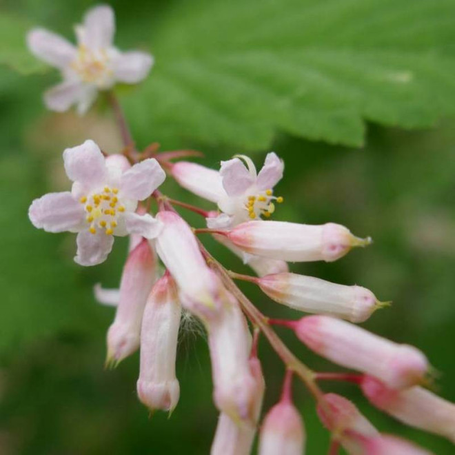 Tawulec Tanaki Stephanandra tanakae