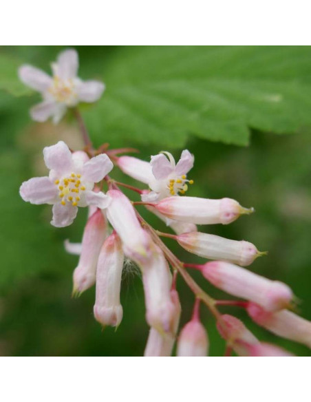 Tawulec Tanaki Stephanandra tanakae