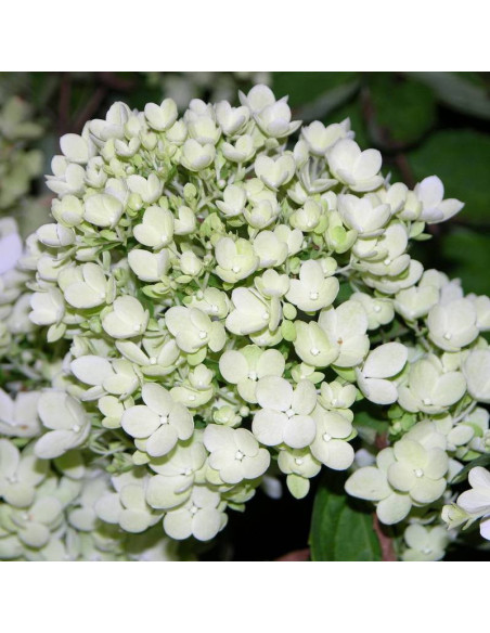 Bombshell PBR Hortensja bukietowa Hydrangea paniculata
