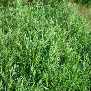 Wierzba rokita Tiny Pearls Salix rosmarinifolia 2