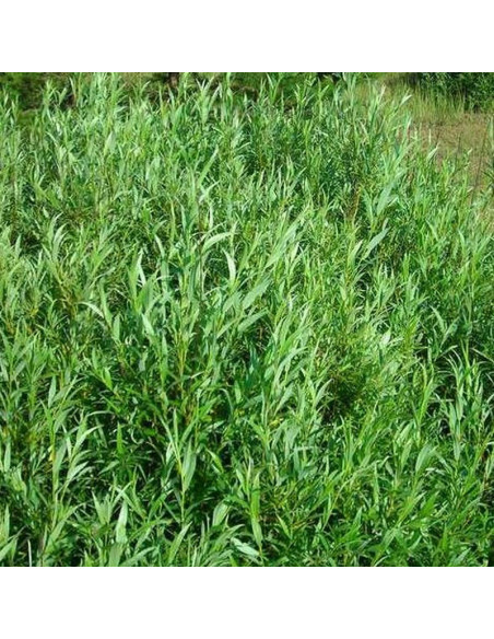 Tiny Pearls Salix rosmarinifolia Wierzba rokita