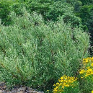 Wierzba rokita Tiny Pearls Salix rosmarinifolia