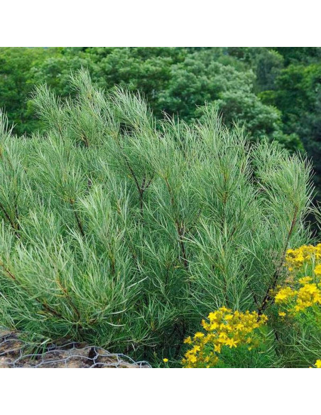 Wierzba rokita Tiny Pearls Salix rosmarinifolia