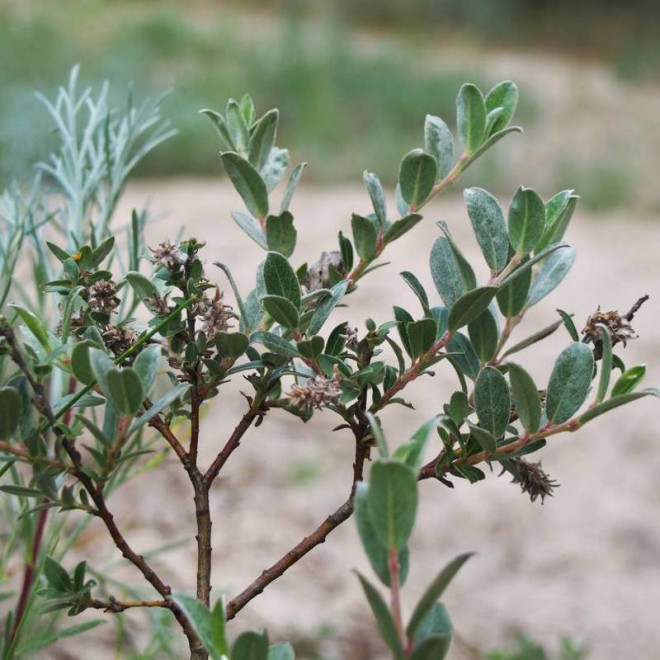 Wierzba płożąca Salix repens