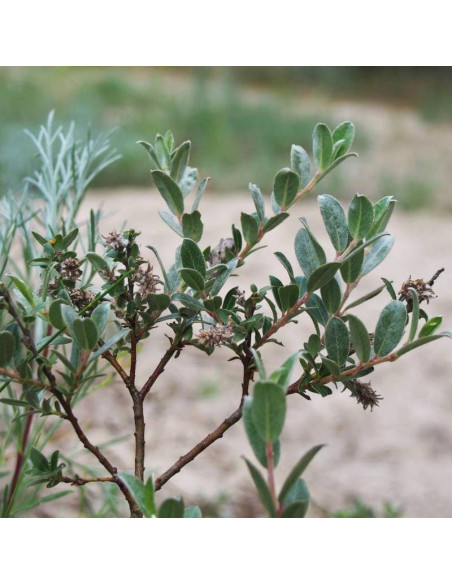 Wierzba płożąca Salix repens