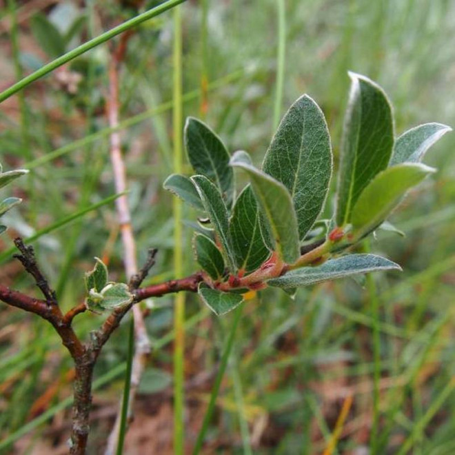 Salix repens Wierzba płożąca