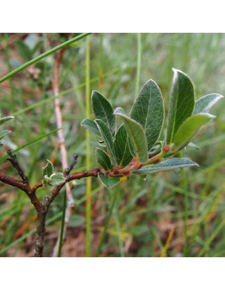 Salix repens Wierzba płożąca