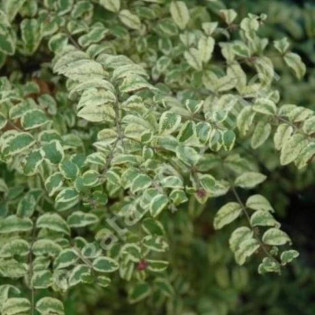 Śnieguliczka koralowa Foliis Variegatis Symphoricarpos orbiculatus