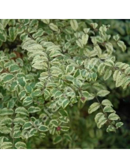 Śnieguliczka koralowa Foliis Variegatis Symphoricarpos orbiculatus