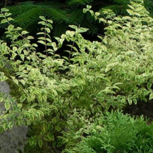 Śnieguliczka koralowa Foliis Variegatis Symphoricarpos orbiculatus 2