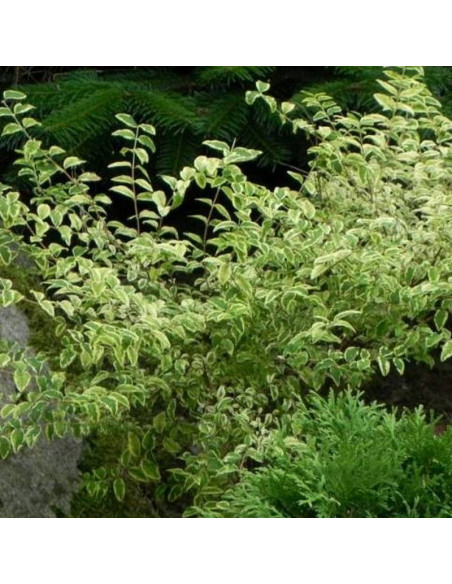 Foliis Variegatis Symphoricarpos orbiculatus Śnieguliczka koralowa