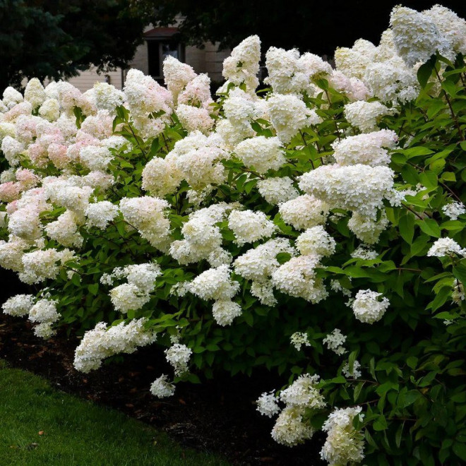 Hortensja bukietowa Bombshell PBR Hydrangea paniculata