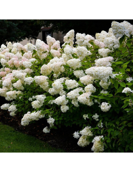 Hortensja bukietowa Bombshell PBR Hydrangea paniculata