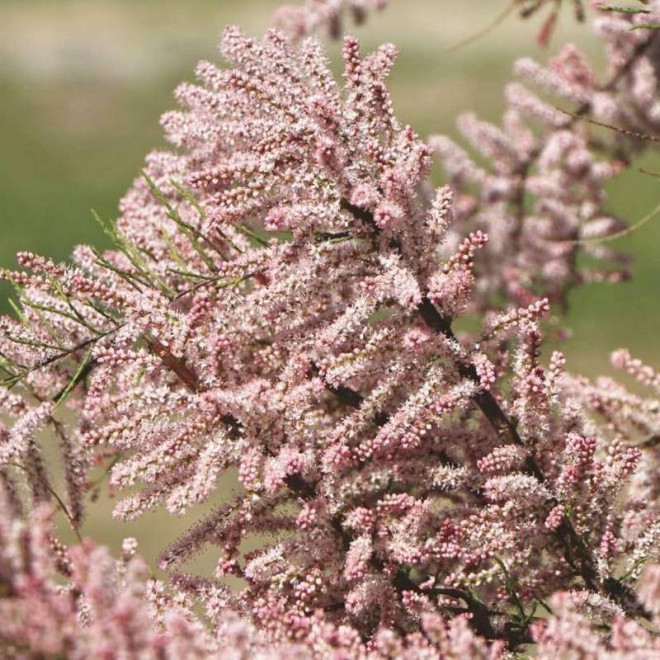 Tamarix meyeri Tamaryszek drobnokwiatowy