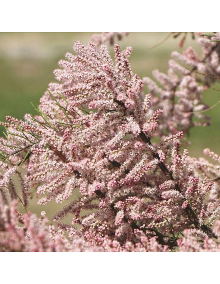 Tamarix meyeri Tamaryszek drobnokwiatowy