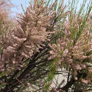 Tamarix meyeri Tamaryszek drobnokwiatowy 2