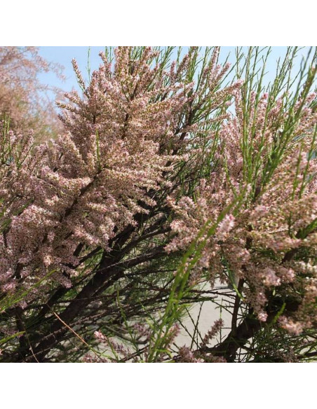 Tamaryszek drobnokwiatowy Tamarix meyeri