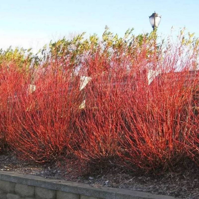 Wierzba Flame Salix Flame