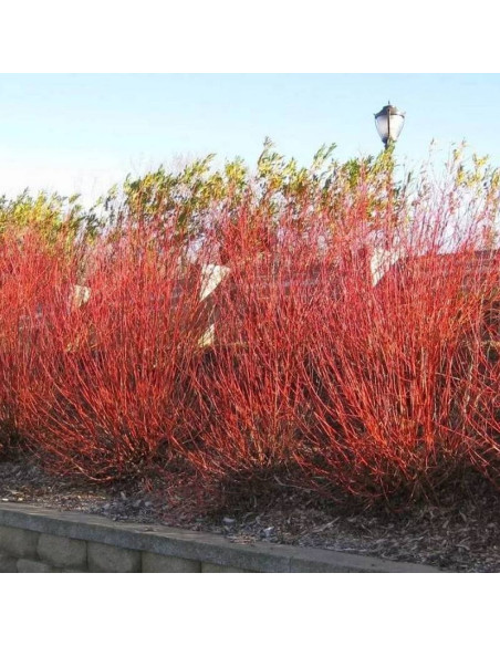 Wierzba Flame Salix Flame