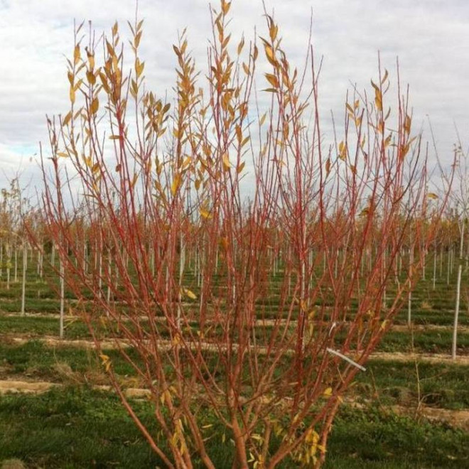 Salix Flame Wierzba Flame