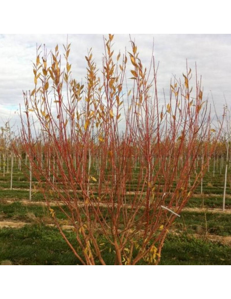 Salix Flame Wierzba Flame
