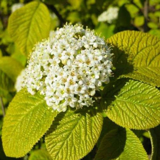 Kalina hordowina Aurea Viburnum lantana