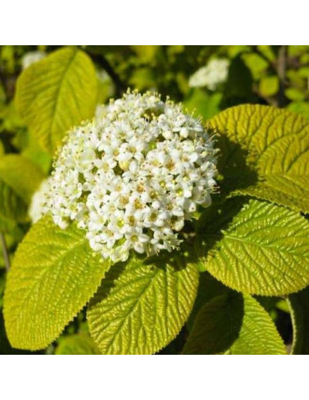 Kalina hordowina Aurea Viburnum lantana