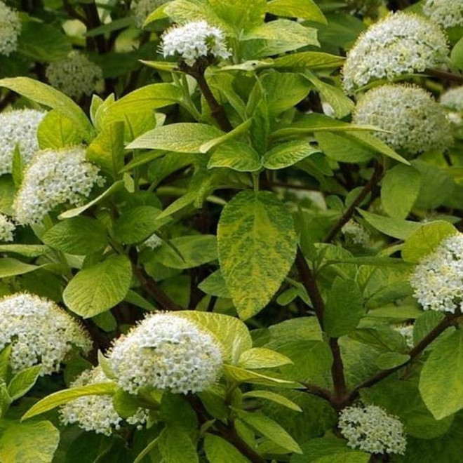 Aurea Viburnum lantana Kalina hordowina