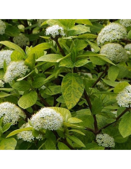 Aurea Viburnum lantana Kalina hordowina