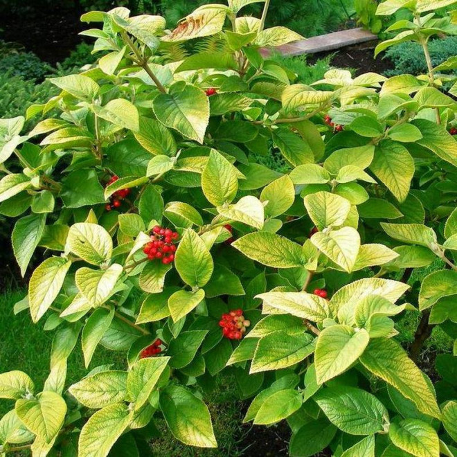 Kalina hordowina Viburnum lantana Aurea