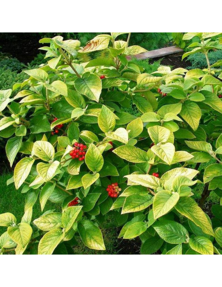 Kalina hordowina Viburnum lantana Aurea