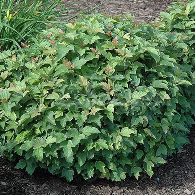 Kalina koralowa Nanum Viburnum opulus