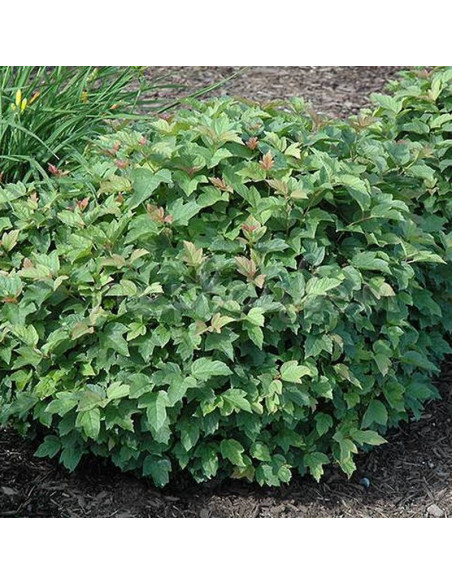 Kalina koralowa Nanum Viburnum opulus