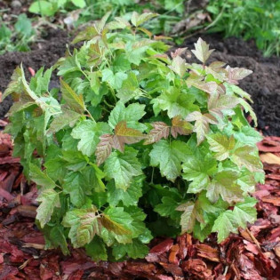 Kalina koralowa Nanum Viburnum opulus 2