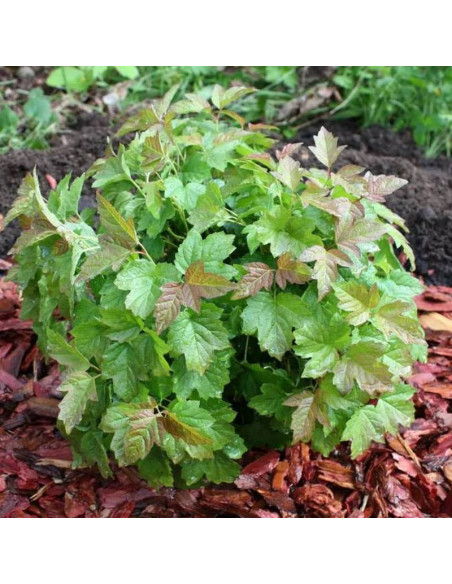 Nanum Viburnum opulus Kalina koralowa
