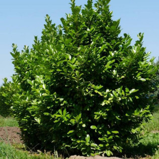 Laurowiśnia wschodnia Rotundifolia Prunus laurocerasus 2