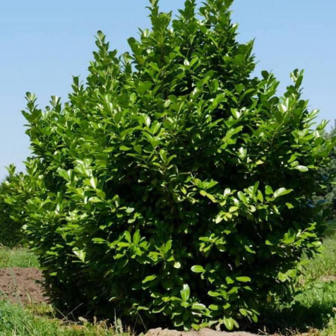 Rotundifolia Prunus laurocerasus Laurowiśnia wschodnia