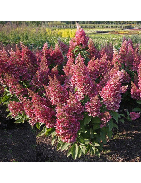 Hortensja bukietowa Candlelight PBR Hydrangea paniculata
