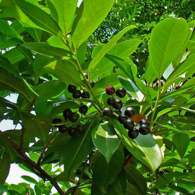 Laurowiśnia wschodnia Rotundifolia Prunus laurocerasus