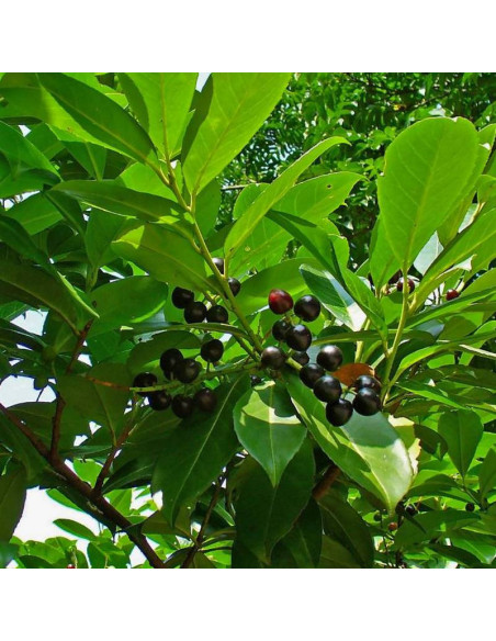Laurowiśnia wschodnia Rotundifolia Prunus laurocerasus