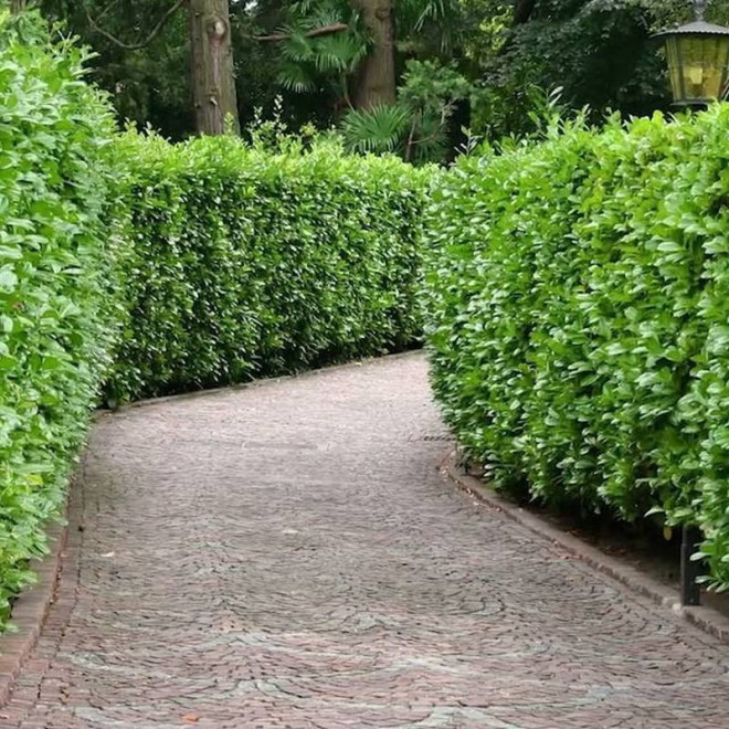 Laurowiśnia wschodnia Prunus laurocerasus Rotundifolia