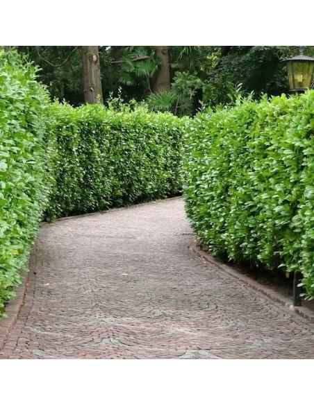 Laurowiśnia wschodnia Prunus laurocerasus Rotundifolia