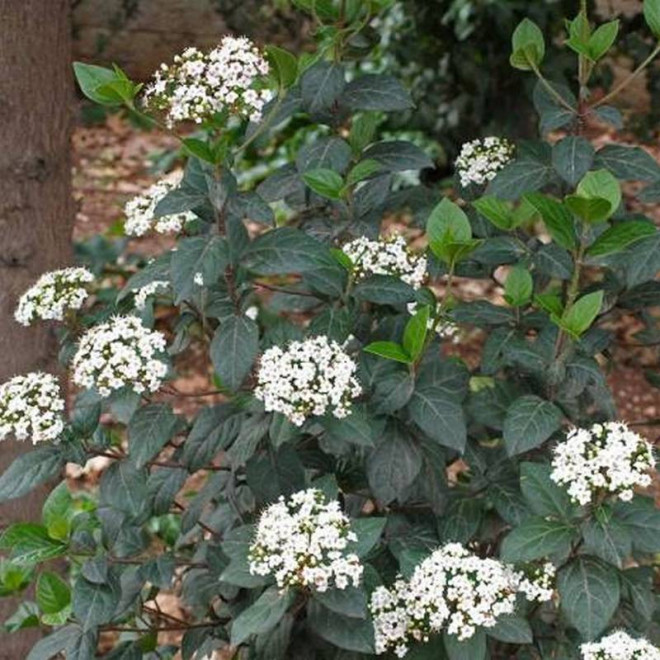 Kalina wawrzynowata Viburnum tinus